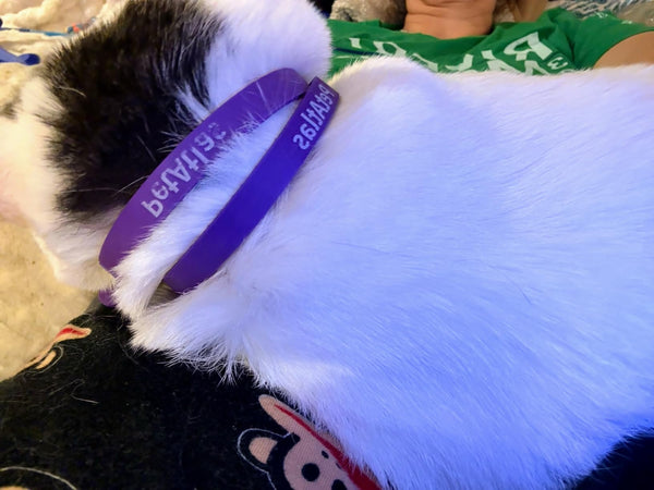 A Cat, The Gunnies & Frogs OH MY!